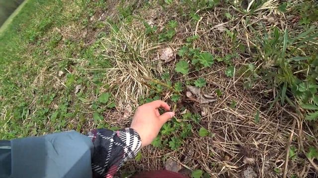 Майская вылазка в лес. 16 мая 2022 (2/3) смотреть онлайн