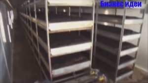 ВЫРАЩИВАНИЕ БЕЛЫХ ГРИБОВ БОРОВИКОВ В ДОМАШНИХ УСЛОВИЯХ КАК БИЗНЕС ИДЕЯ