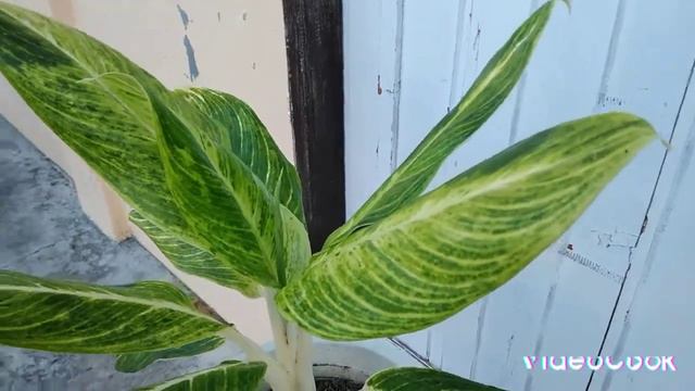 Golden Sun/Lush and Beautiful/Aglaonema Plant смотреть онлайн