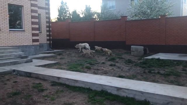 Щенки Кангалы. Питомник «АНТАЛКАЯ» смотреть онлайн