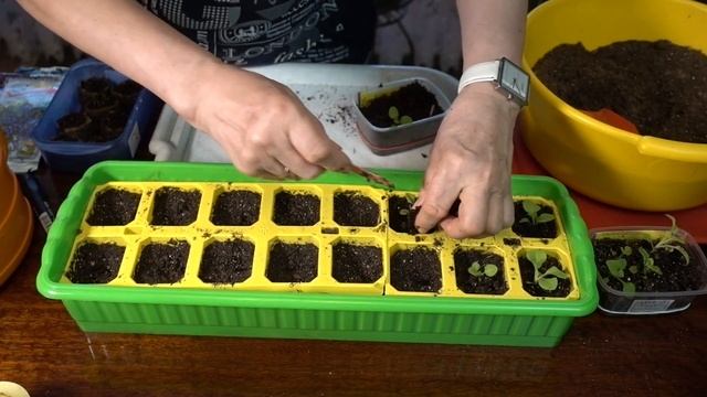 Пикировка ПЕТУНИЙ / Мастер-класс/ Уход после пикировки. смотреть онлайн