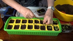 Пикировка ПЕТУНИЙ / Мастер-класс/ Уход после пикировки.