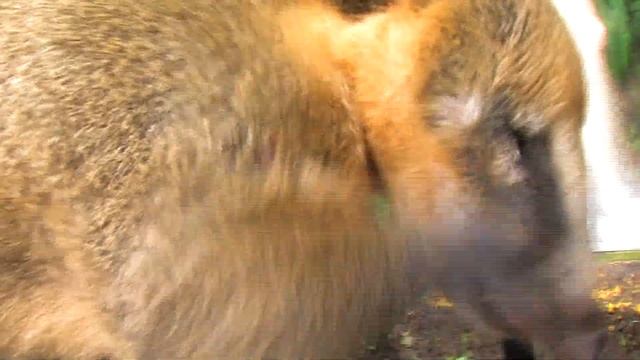 Водопад Игуассу смотреть онлайн