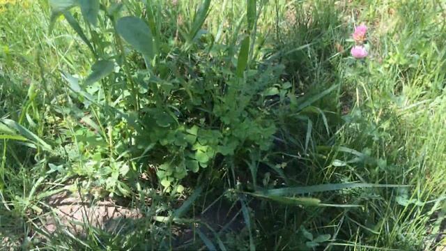 Уборка возле молодого винограда на даче смотреть онлайн