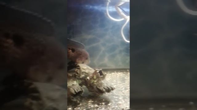 Цихлиды вместе мирным рыбками смотреть онлайн