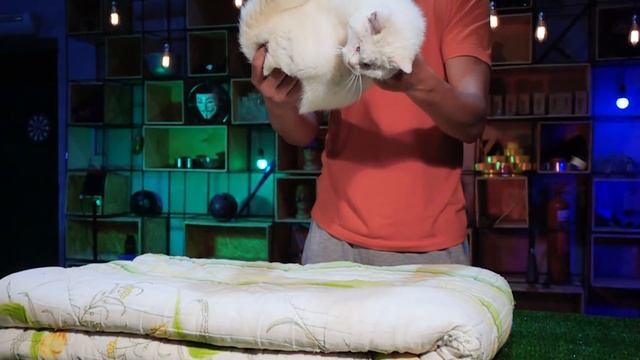 РЕАКЦИЯ СЛЕПОГО КОТА на МАЛЕНЬКОГО ПТЕНЧИКА смотреть онлайн