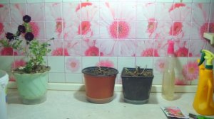 Хризантемы мультифлоры в горшках. Хранение зимой.