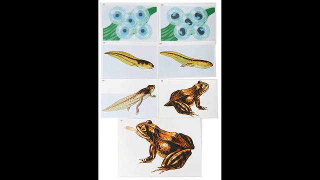 Мир живой природы с точки зрения отрицателий эволюции смотреть онлайн