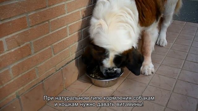 Нужны ли кошкам и собакам витамины? смотреть онлайн