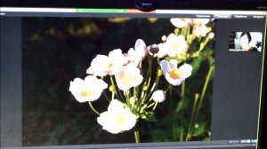 про анемону японскую