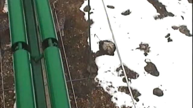 Леопард Алоус бежит к леопарду Черри смотреть онлайн
