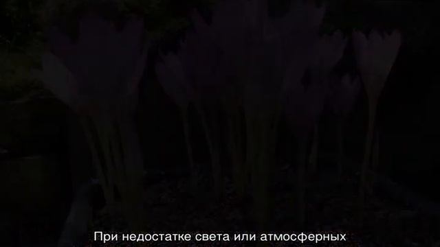 Безвременник цветок смотреть онлайн