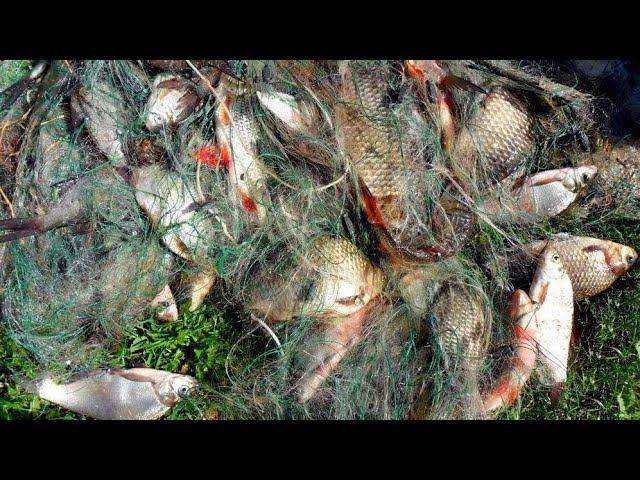 Вот так браконьеры губят рыбу! #shorts смотреть онлайн