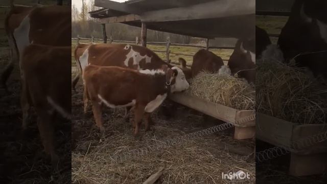 Сарай своими руками за 250 000р смотреть онлайн