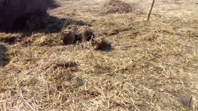 Удобрение для огорода)( нашел гнездо ласки(( смотреть онлайн