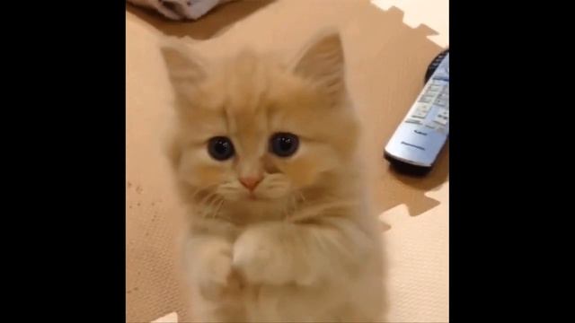 Кошка беспородная хор Великан смотреть онлайн