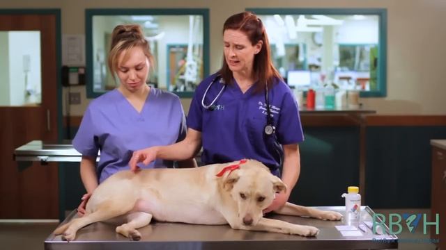 How to Check Your Pet's Vital Signs смотреть онлайн