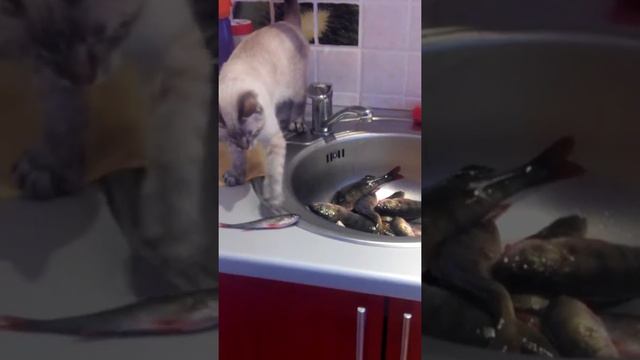 Домашняя рыбалка смотреть онлайн