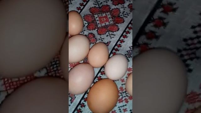 Яйца шелковой китайской курочки смотреть онлайн