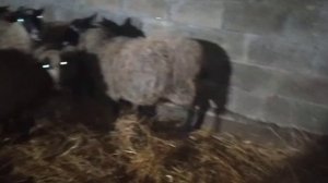 Какое должно быть вымя перед окотом у овец???/////Как должен выглядеть???