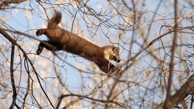 Виталий Бианки "Голубой зверек" смотреть онлайн
