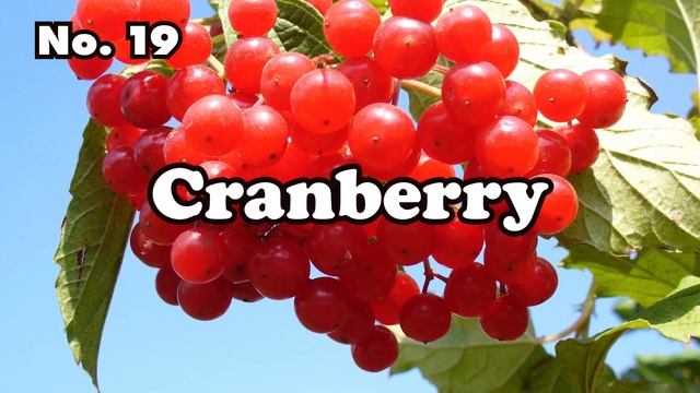 Fruit Names in English with pictures (36 Popular Fruits) [ ForB English Lesson ] смотреть онлайн