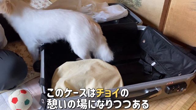 夏を満喫しました...｜ペキニーズ x チワワ смотреть онлайн