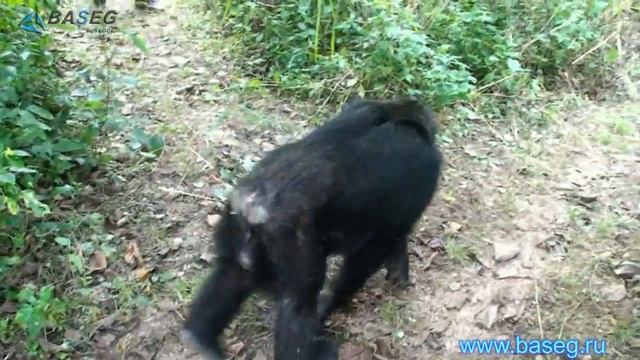 шимпанзе в Гомби стрим парке Танзания смотреть онлайн