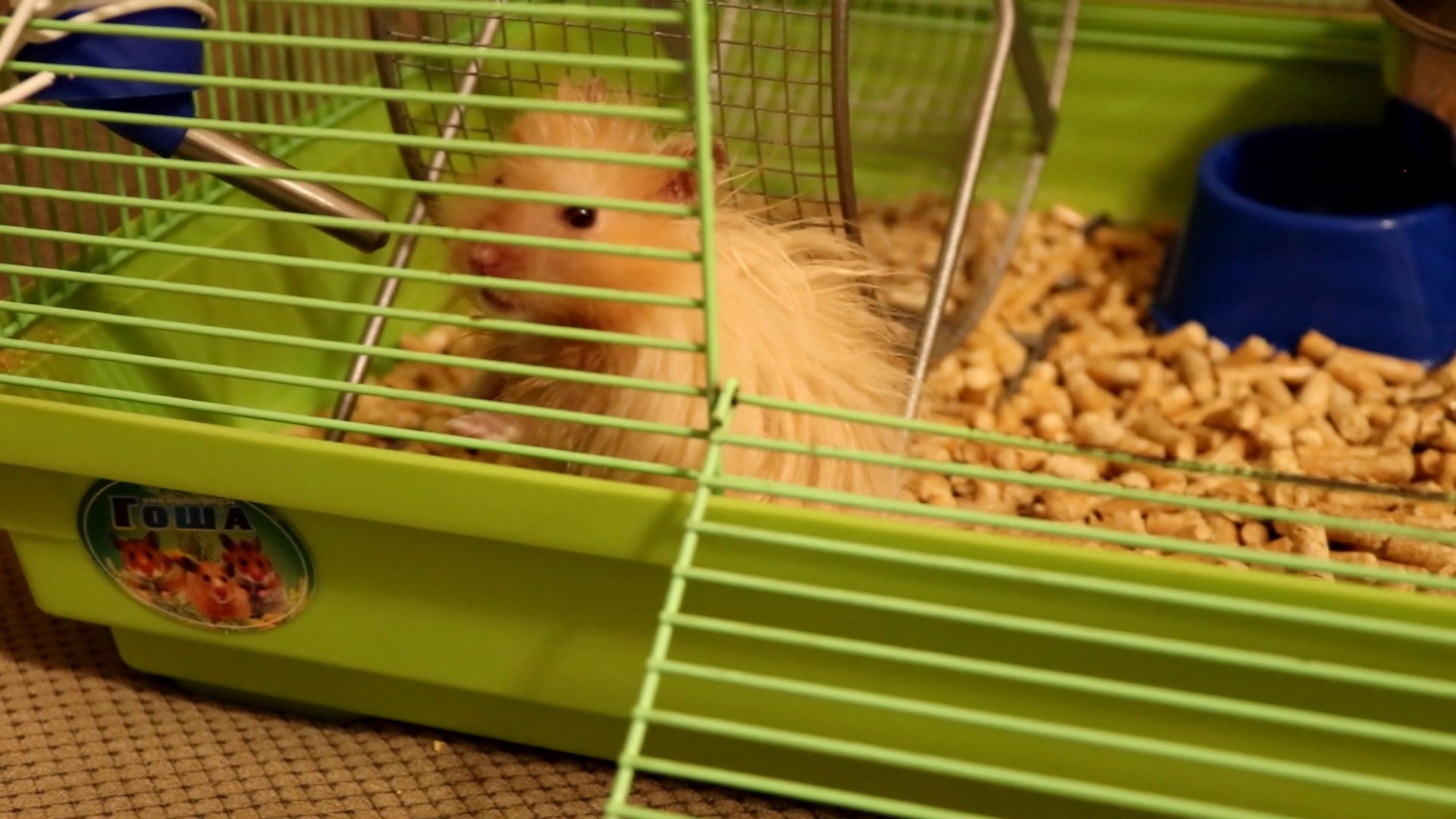 РЕАКЦИЯ ХОМЯЧКОВ НА МУЧНЫХ ЧЕРВЕЙ / УБОРКА В КЛЕТКЕ смотреть онлайн