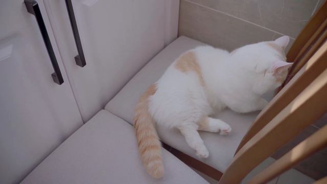 Cute within one square meter | Chill time with munchkin cats [4K] смотреть онлайн