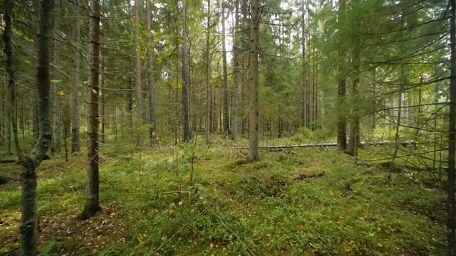 Центральное Раздолье 2 / Участки в лесу с коммуникациями в Приозерском районе. Купить участок. смотреть онлайн