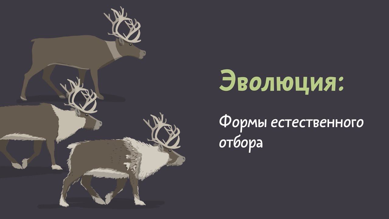 5.4 Формы естественного отбора. Естествознание - 10 - 11 класс смотреть онлайн