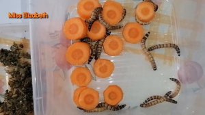 Как вырастить зофобаса зоофобаса, зафобаса 🐛 корм дрозду 🐦 We grow live food for blackbirds