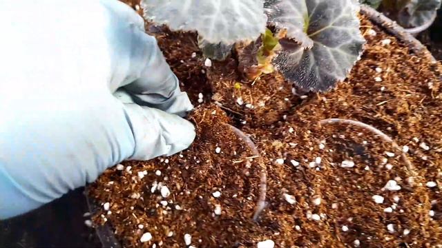 🌺🌺🌺Бегония -ну как же ее поливать,чтоб не загубить,как?🤔🤔🤔#бегонии#бегония смотреть онлайн