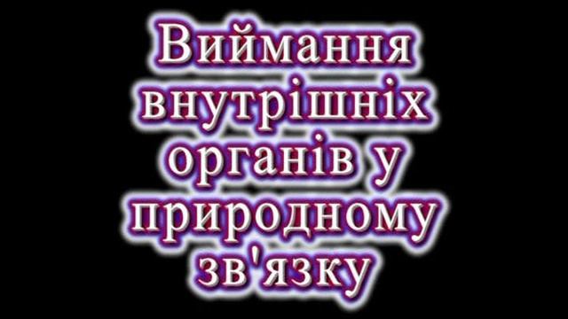 Розтин трупа ВРХ. Вскрытие трупа КРС