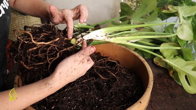 How to Propagate Monstera Deliciosa Liebm. | Propagation & Plant Care | Arid and Aroids Magic Drops смотреть онлайн