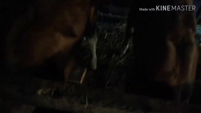 Мои телята и способ их содержания смотреть онлайн