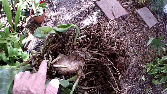 AN589 - Birdnest Anthurium - Anthurium Hookeri - Cutting A Birdnest Anthurium - July 21, 2018