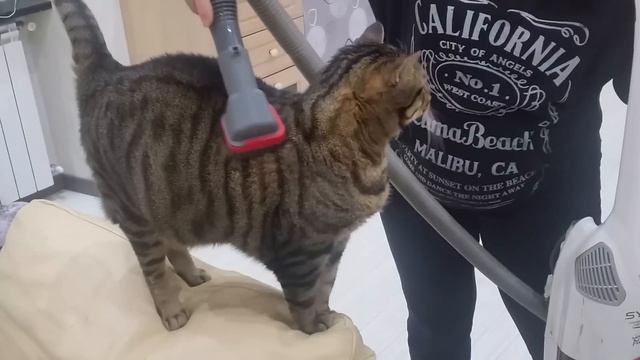 Al gatto piace essere aspirato смотреть онлайн