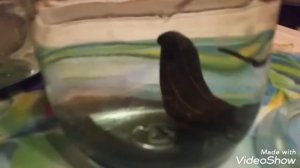 ПИЯВКИ.  КАК КОРМИТЬ НОВОРОЖДЕННЫХ   ПИЯВОЧЕК.