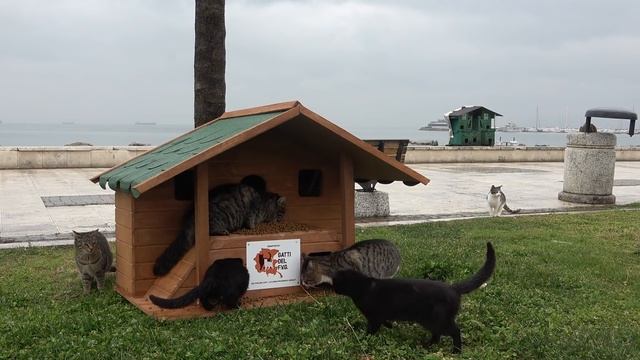 We built a cat house for stray cats looking for shelter on a rainy day. Adorable Paws смотреть онлайн