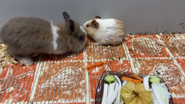 Знакомство кролика и морской свинки. Реакция. acquaintance of a rabbit and a guinea pig смотреть онлайн