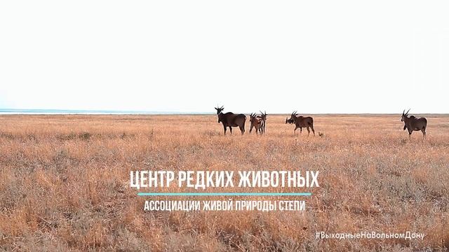 Донская степь - Орловский и Сальский районы смотреть онлайн