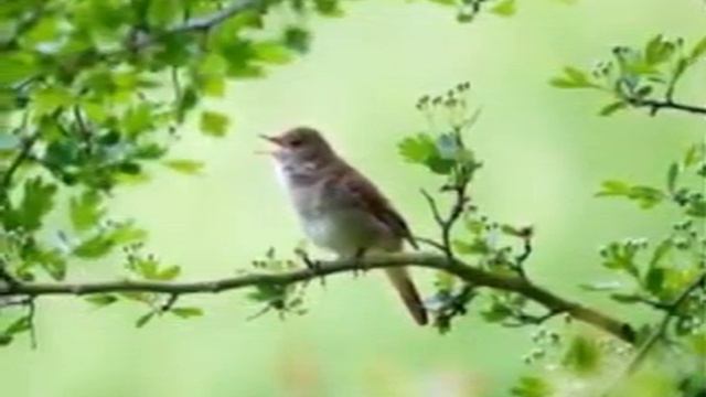 ОДИНОКИЙ ЧЕЛОВЕК - стихи - Алёши Крылова, чт.- В. Крылова смотреть онлайн