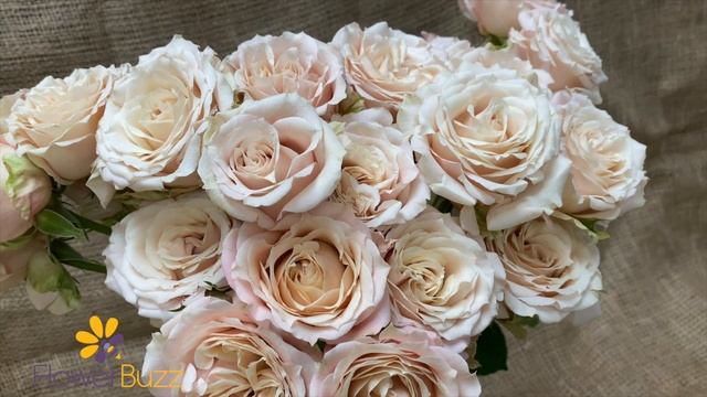 Spray Rose Sahara Sensation смотреть онлайн