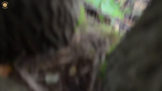 ЦЕНА МОНЕТ ОШЕЛОМИЛА! Находки с Garrett Ace 350 на лесном хуторе | Золотое Хобби смотреть онлайн