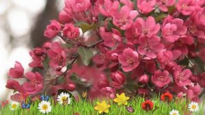 Яблоня декоративная Недзвецкого ? Обзор: посадка и уход. саженцы яблони: описание и особенности