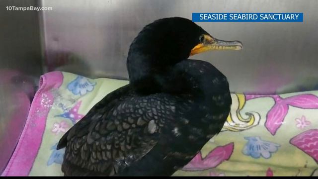 Seabirds Suffering From Red Tide, Sanctuary Says