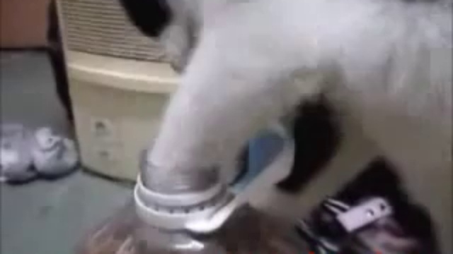 умная кошка смотреть онлайн