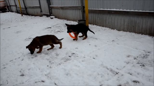 Щенки немецкой овчарки 2 месяца. смотреть онлайн